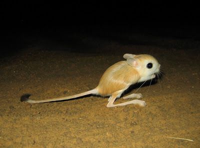 Long Eared Jerboa, Kangaroo Rat, Mouse Tattoos, Lovely Creatures, Aesthetic Instagram Theme, Rodents, Character Design References, Creature Design, Animals Friends