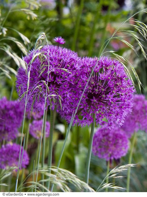 Purple Sensation Allium, Ornamental Onion, Cyprus Trees, Allium Flowers, Brick Garden, Beautiful Plants, Spring Bulbs, Blooming Plants, Woodland Garden