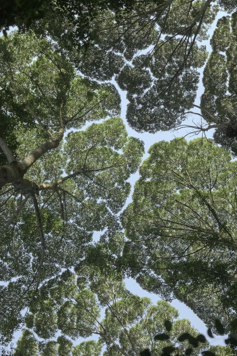 Trees, Crown Shyness, Looking Up, Forest, Crown, Green