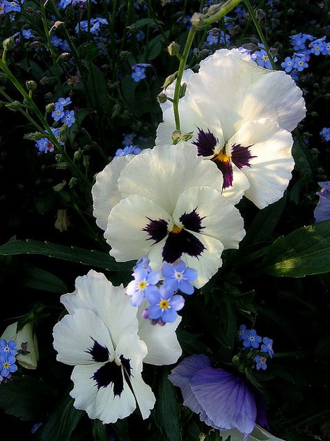 Johnny Jump Up, Sweet Violets, Pansies Flowers, Flower Beauty, Flowers Nature, Flower Photos, Amazing Flowers, Love Flowers, Flowers Photography