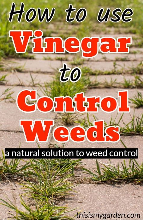 Natural Weedeater, Vinegar To Kill Weeds, Vinegar For Weeds, Kill Weeds With Vinegar, Roses Garden Care, Kill Weeds Naturally, How To Make Vinegar, Killing Weeds, Kill Weeds