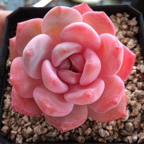 11 Pretty Pink Succulents (and where to find them!)    #pink #pretty #succulents #cacti #sublimesucculents Succulent Seeds, Colorful Succulents, Pink Plant, Succulent Gardening, Agaves, Cactus Y Suculentas, Cactus Garden, Heirloom Seeds, Pretty Plants