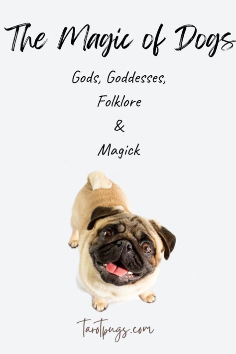 Dogs In Witchcraft, Spiritual Animals, Gods Goddesses, Moon Spells, Hand Of The King, Spiritual Animal, Hunting Party, Witch Trials, Protection Spells