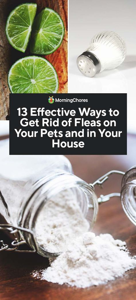 If you would like to know who to get rid of fleas without harsh and dangerous toxins, we have natural alterantives that can help you and your pet. Natural Ways To Get Rid Of Fleas, Getting Rid Of Fleas In The House, How To Get Rid Of Fleas In House Fast, How To Get Rid Of Fleas In House, Fleas Remedies For House, Rid Of Fleas In House, Kill Fleas In House, Fleas In House, Dog Cpr