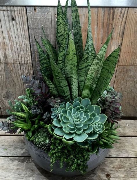 Kaktus Dan Sukulen, Succulent Garden Design, نباتات منزلية, Succulent Garden Diy, Container Gardening Flowers, Succulent Gardening, Garden Containers, Succulent Garden, Cactus Garden