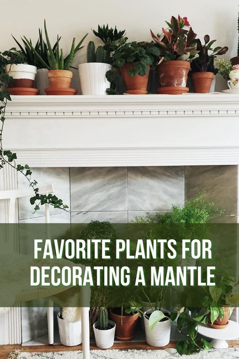 The mantle is a large part of many people’s living rooms, making it either a beautiful centerpiece or an undressed eyesore. Everyone has their sense of style when it comes to decoration, whether antiques or photographs, but a timeless and easy-to-set-up display adds a little splash of greenery to the room. Plants On Mantle Decor, Fireplace Mantle Plants, Plants On Mantel, Plants On Fireplace Mantle, Fireplace Plants Decor, Plants On Mantle, Mantle Plants, Decorating A Mantle, Mantle Greenery