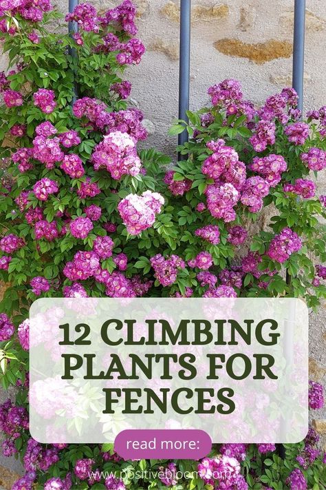 Here is a list of 12 climbing plants for fences and their features. Check some info on invasiveness and toxicity, and how to keep these plants happy. Climbing Plants Fence, Climbing Flowering Vines, Vine Fence, Backyard Trellis, Wall Climbing Plants, Climbing Plants Trellis, Clematis Trellis, Creepers Plants, Climber Plants