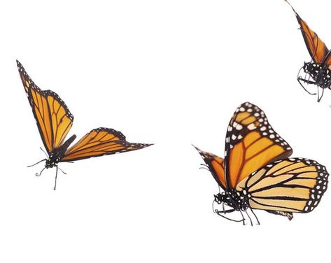 The amazing tale of butterfly 'ps 397' — which helped illuminate monarch migration | Star Tribune Monarch Migration, Minnesota Landscaping, Overwintering, Monarch Butterflies, University Of Toronto, University Of Minnesota, Zoology, Monarch Butterfly, In Flight