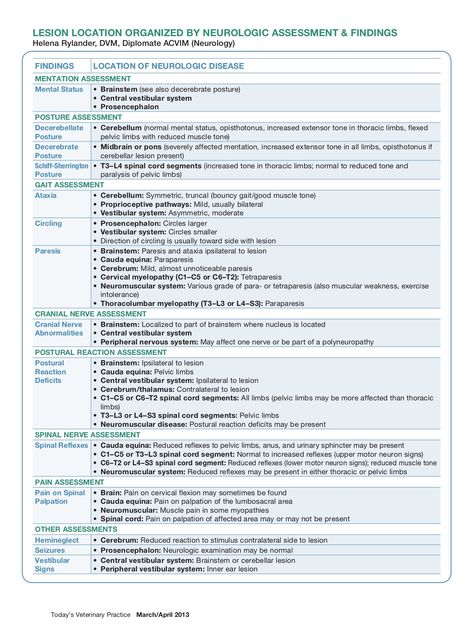 Vtne Study Guide, Veterinary Anaesthesia, Veterinary Neurology, Veterinarian Career, Veterinary Art, Neurological Assessment, Veterinary Receptionist, Neuro Nurse, Vet Tech School