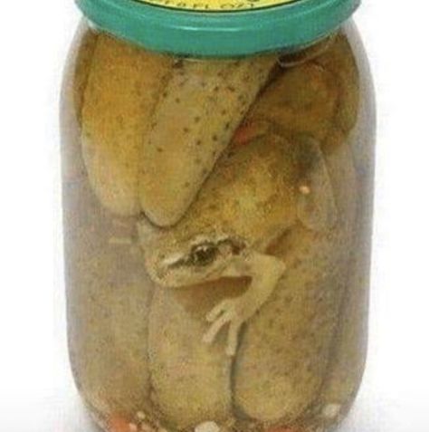 Frog Pictures Cute, Frog Food, Pet Frogs, Frog Meme, Frog Pictures, Funny Frogs, Frog Art, 웃긴 사진, Frog And Toad