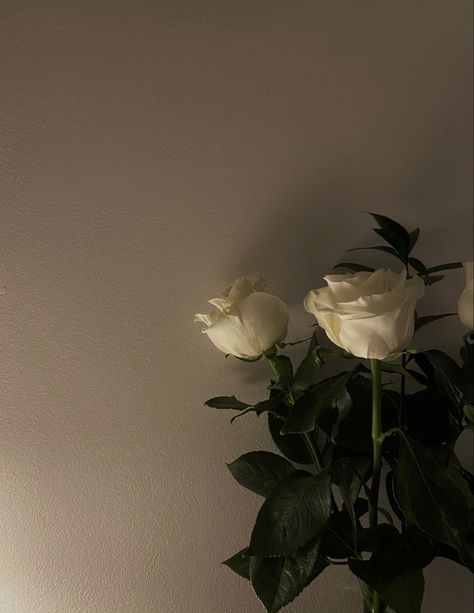 roses White Roses, Roses, Wall, White