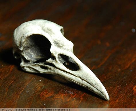 Raven skull More Bird Skull Drawing, Odins Ravens, Bird Skull Tattoo, Skull Reference, Odin's Ravens, Animal Skeletons, Crow Skull, Crow Bird, Siluete Umane