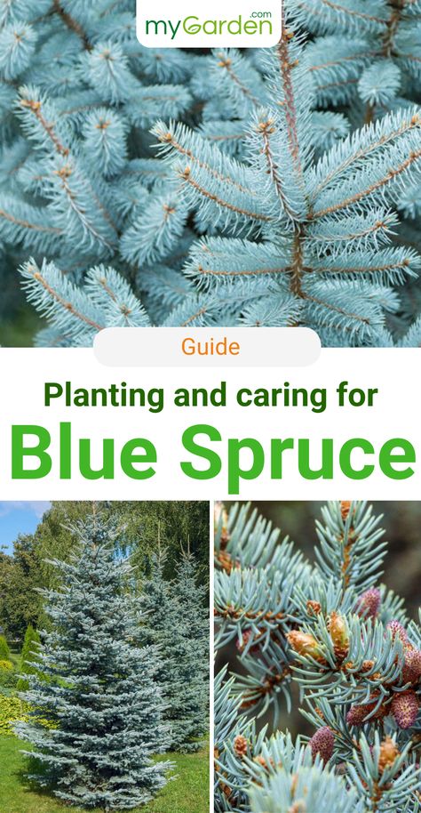 The blue spruce is a popular Christmas tree and definitely a very decorative element in the garden. It reaches sizes between 5.90 and 13.77 feet and has extremely pointed and sharp needles, which can reach a size of about 1.18 inches. We summarized all information for you like the best location, soil, how to plant, and care. You can plant the blue spruce all year long: plant your own Christmas tree for the future now. #mygarden #bluespruce #christmastree Colorado Blue Spruce Tree, Colorado Blue Spruce Landscaping, Blue Spruce Landscaping, Montana Landscaping, Blue Spruce Christmas Tree, Balsam Tree, Blue Atlas Cedar, Christmas Tree Plant, Blue Spruce Tree