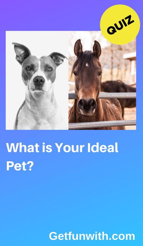 https://www.pinterest.com/pin/7318418138349792/ #quiz #quizzes #buzzfeed #triviaquestionsandanswers #quizzesbuzzfeed #trivia #quizzesforfun #funquiz #spiritanimal Heartland Quizzes, What Animal Am I Quiz, Horse Quizzes, What Is My Spirit Animal, Dog Quizzes, Quizzes Disney, Buzzfeed Quizzes Disney, Dog Quiz, Spirit Animal Quiz