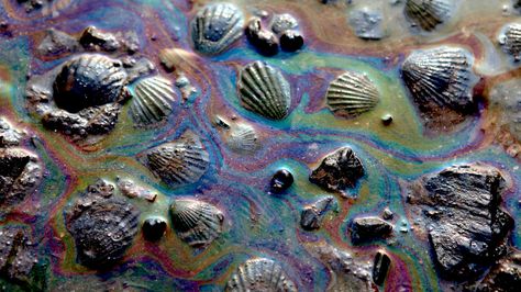 Seashells coated with oil caused by the oil spill are pictured by the shore Oil Pollution, Marine Pollution, Ocean Pollution, Water Pollution, Oil Spill, Oil Slick, Ap Art, Save Earth, Environmental Art