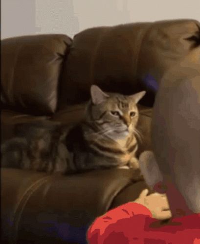 Cat Annoyed GIF - Cat Annoyed Annoyed Face - Discover & Share GIFs Angry Cat Gif, Annoyed Gif, Annoyed Face, Annoyed Cat, Angry Cat, Lovely Creatures, Funny Animal Jokes, Animal Jokes, Cat Face