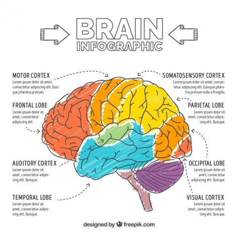 Hand-painted brain infographic Free Vect... | Free Vector #Freepik #freevector #infographic #template #education #medical Brain Infographic, Brain Graphic, Brain Models, Sistem Saraf, Occipital Lobe, Brain Based Learning, Brain Logo, Brain Facts, Brain Connections