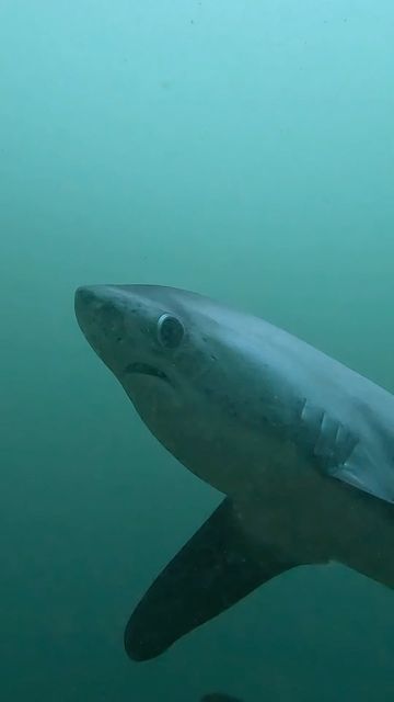 lilia. on Instagram: "Diving with Thresher Sharks in Malapascua, Philippines.🦈 Waking up before the sun was worth every second to swim with these ocean cuties. With big eyes, little mouths, a stubby head and long powerful tail, they easily became one of my favorite animals. This specific location is a cleaning spot for the Threshers, I felt so lucky to be able to join in on their spa day. Sadly, they’re vulnerable to extinction due to overfishing and and a slow development rate. Guys we gotta protect them, look how sweet and perfect they are. Grateful for the earth everyday, but especially grateful for it on this day 🌏❤️ #happyearthday" Big Eyed Thresher Shark, Big Eye Thresher Shark, Bigeye Thresher Shark, Thresher Shark Wallpaper, Shark Eyes, Shark Wallpaper, Shark Images, Thresher Shark, Shark Facts