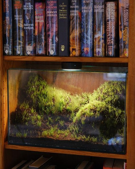 Terrarium Shelf, Fish Tank Terrarium, Plant Projects, Moss Terrarium, Animal Room, Garden Terrarium, Terrarium Plants, Vivarium, Apartment Decor Inspiration