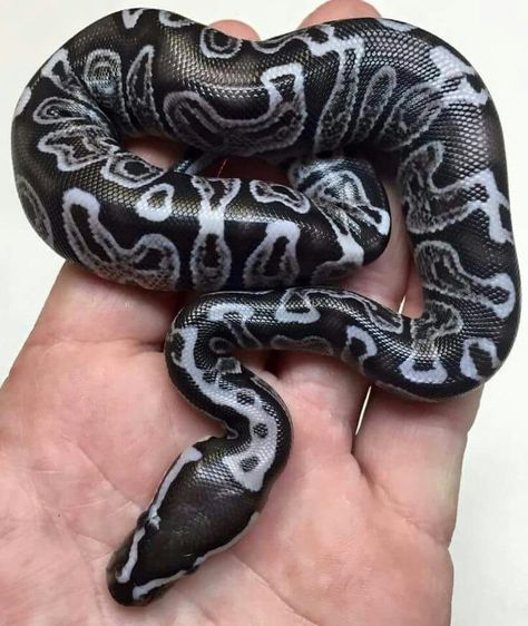 Gorgeous Ball Python Morph. Cool Snakes, Pretty Snakes, Ball Python Morphs, Výtvarné Reference, Cute Snake, Cute Reptiles, Beautiful Snakes, Pet Snake, Reptile Snakes