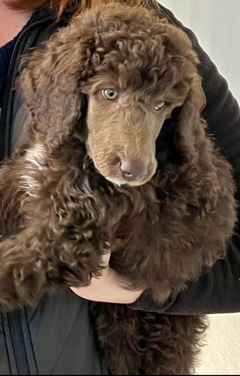 Royal Poodle Dogs, Chocolate Standard Poodle, Toy Poodle Haircut Styles, Poodle Puppy Cut, Standard Poodle Cuts, Poodle Colors, Toy Poodle Haircut, Aesthetic Cute Wallpaper, Poodle Haircut Styles