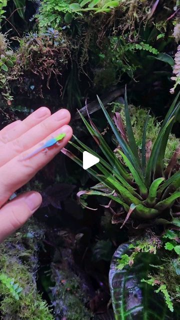 The_frog_wall on Instagram: "Bedtime for this baby gecko 😍 Phelsuma klemmeri . #dartfrog #oophaga #reptile #rareplants #houseplants #plants #pumilio #ranitomeya #dendrobates #amphibian #reptiles #terrarium #vivarium #bioactivevivarium #bioactive #bromeliads #neoregelia #reptileroom #nature #naturephotography #jungle #rainforest #exoticpets #macrophotography #philodendron #naturelovers #exoticplants #moss #aquarium #hardscape" Ikea Vivarium, Moss Aquarium, Bioactive Terrarium, Aquarium Hardscape, Dart Frog Vivarium, Gecko Vivarium, Jungle Rainforest, Bioactive Vivarium, Frog Terrarium