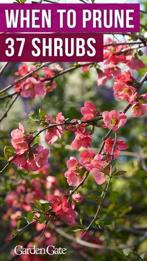 Pruning Dogwood Shrubs, Pruning Bushes Shrubs, How To Propagate Shrubs, Spring Pruning, Pruning Trees, Pruning Shrubs, Pruning Plants, Deadheading, Garden Shrubs