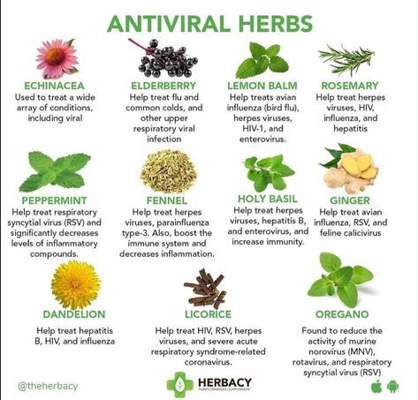 Herbal Medicine Recipes, Herbal Remedies Recipes, Medicinal Herbs Garden, Medical Herbs, Herbal Tinctures, Natural Healing Remedies, Herbal Healing, Home Health Remedies, Herbal Magic