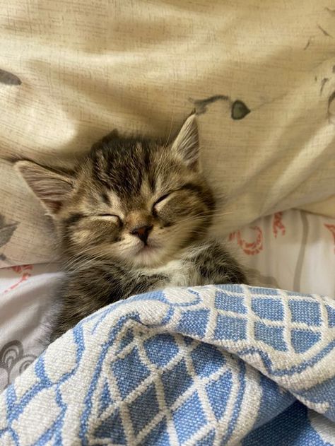 Sleepy Kittens, Sleepy Aesthetic, Kittens Aesthetic, Cute Kitten Pics, Cute Fluffy Kittens, Baby Animals Cute, Sleepy Cats, Kitten Sleeping, Cute Cat Sleeping