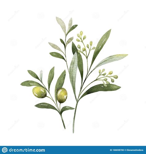 Olive Illustration, Pnw Plants, Olive Tattoo, Olive Branch Tattoo, Olive Plant, Basic Watercolor, Watercolor Vector, Branch Vector, Olive Branches