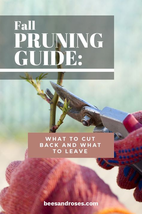 When To Prune Roses, Prune Roses, Pruning Plants, Pruning Hydrangeas, Pruning Roses, Bushes And Shrubs, Knockout Roses, Fall Gardening, Hydrangea Not Blooming