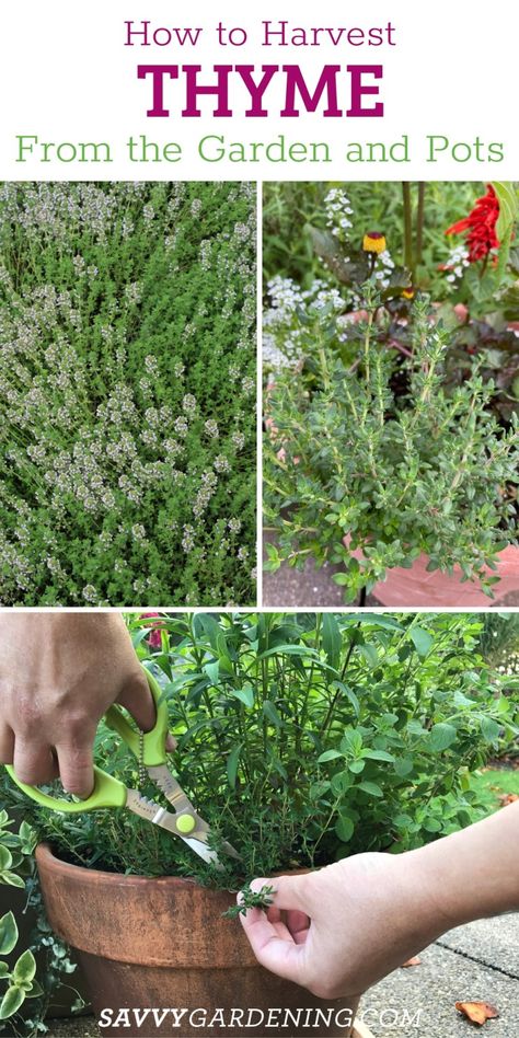 Drying Thyme, Harvest Thyme, Drying Fresh Herbs, Thyme Plant, Thyme Flower, Growing Cilantro, Growing Vegetables In Pots, Preserving Herbs, Spice Garden