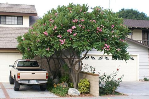 Plumarias Tree, Plumeria Tree Landscape Gardens, Tropical Flowering Trees, Plumeria Landscape, Plumeria Landscaping Ideas, Plumeria Colors, Plumeria Pudica, Frangipani Tree, White Frangipani