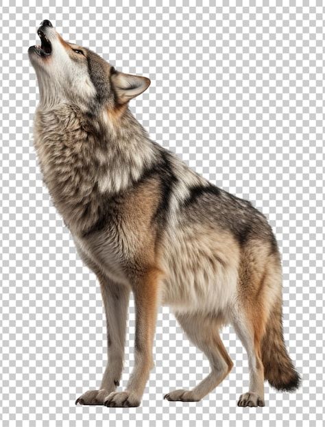 PSD howling wolf isolated on transparent... | Premium Psd #Freepik #psd #howling-wolf #wolf #wildlife #predator Pack Of Wolves, Wolf Howl, Wolf Images, Wolf Print, Painting Reference, Wolf Photos, Howling Wolf, Young Life, Bird Painting