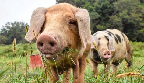 Interested in raising pigs outside but unsure where to start? These tips for setting up and seeding hog pastures get pigs out of the barn and onto fresh grass. 📷Seth Teter Food Plots For Deer, Deer Food, Seed Drill, Raising Pigs, Pig Breeds, Pigs Eating, Food Plot, Chicken Run, Hobby Farm