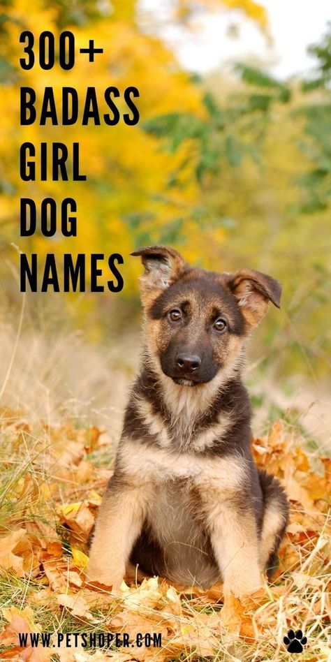 A tough female dog deserves a name that reflects her tough nature and her resilience. Here, you will find the best badass girl dog names. #BadassGirlDogNames #DogNames Female Dog Names List, Southern Dog Names, Female Pet Names, Puppy Names Unique, Country Dog Names, Girl Dog Names Unique, Tough Dog Names, Puppies Names Female, Big Dog Names