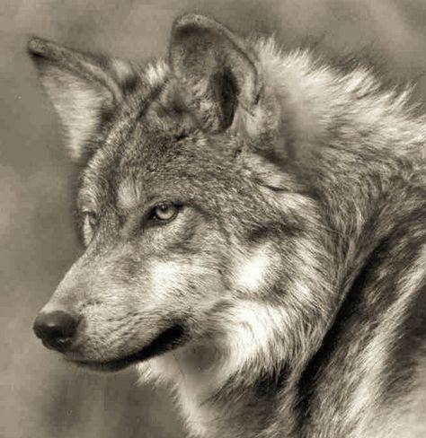 Mexican Gray Wolf, Wolf World, Wolf Photography, Wolf Face, Wolf Photos, Wolf Spirit Animal, Dire Wolf, Wolf Love, Wild Wolf