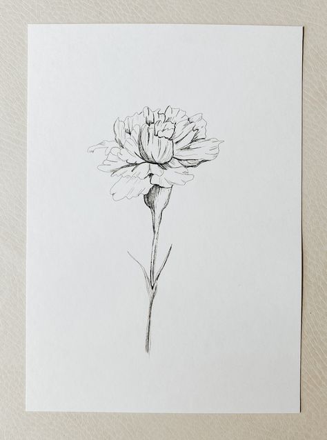 January Birth Flower Carnation, Carnation Spine Tattoo, January Carnation Tattoo, Birth Flower January, January Birth Flower Tattoo, Carnation Drawing, Carnation Flower Tattoo, January Birth Flower, Carnation Tattoo