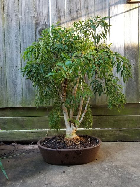 My Ming Aralia bonsai in training Ming Aurelia Plant, Ming Aralia Bonsai, Ficus Microcarpa Bonsai, Elm Bonsai, Plant Vessels, Formal Upright Bonsai, Indoor Bonsai Tree, Indoor Bonsai, Bonsai Garden