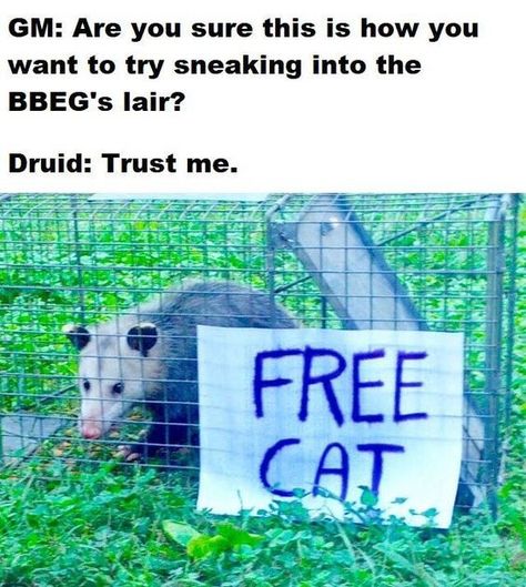 Dnd Druid, Nursing Fun, D D Funny, Dnd Stories, Dungeons And Dragons Memes, Dragon Memes, Dnd Funny, The Quiet Ones, Dnd Dragons