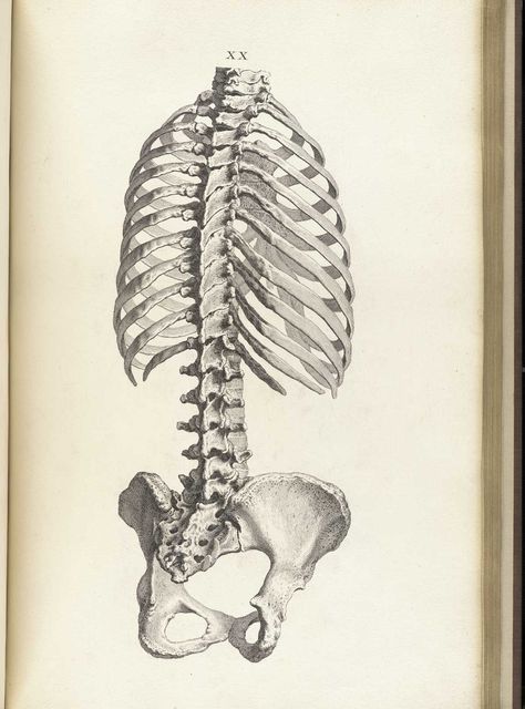 human skull | Posterior view of the trunk of a skeleton, from William Cheselden’s ... Spine Drawing, Skeleton Drawings, Skeleton Illustration, Human Anatomy Drawing, Human Skeleton, Star Wall Art, Anatomy Poses, Anatomy For Artists, Anatomy Drawing