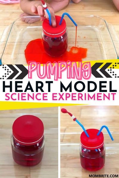 Circulatory System Science Fair Project, My Body Science Preschool, Human Body Unit Preschool, Human Anatomy For Preschoolers, Human Body Preschool Activities Science Experiments, Science Activities For Grade 1, Stem Heart Activities, Preschool Heart Science, Preschool Healthy Bodies