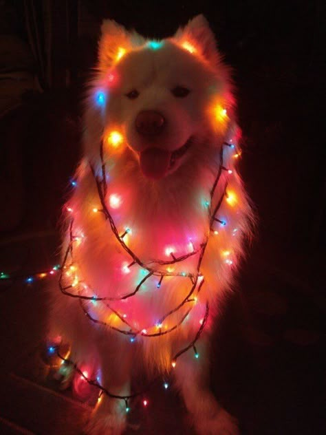 Christmas Lights, Human, Christmas, Animals, White