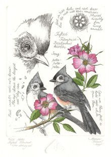 tufted titmouse Birding Journal, Botanical Sketchbook, Tufted Titmouse, Bird Sketch, Nature Sketch, Nature Drawing, Arte Sketchbook, Scientific Illustration, Bird Drawings