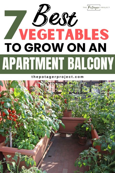 Here is apartment balcony gardening Apartment Vegetable Garden, Organized Apartment, Urban Gardening Balcony, Balcony Herb Gardens, Best Vegetables To Grow, Balcony Apartment, Best Vegetables, Apartment Balcony Garden, Balcony Gardening