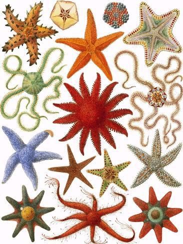 size: 12x9in Giclee Print: Starfish by English School : Starfish Printable, Starfish Illustration, Squiggle Art, Starfish Wall Art, Tattoo 2024, Starfish Design, Sea Stars, Stella Marina, Design Aesthetics