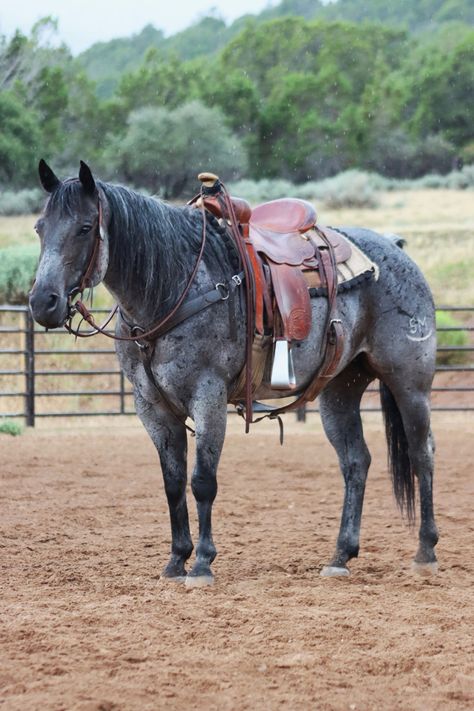 Cute Western Horses, Hores Pic, Ranch Horse Tack, Western Horse Photography, Cute Horse Tack, Mustangs Horse, Roping Horses, Blue Roan Quarter Horse, Horse Tack Western