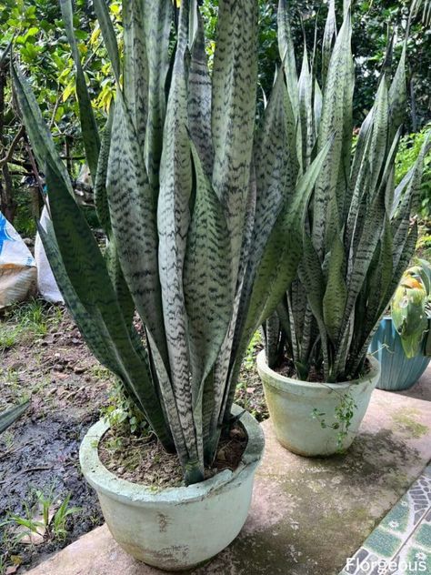 Snake Plant Arrangement, Snake Plant Indoor, Snake Repellent, Plants For Beginners, Plant Arrangement, Water Snake, Snake Plant Care, Plant Watering, Snake Plants