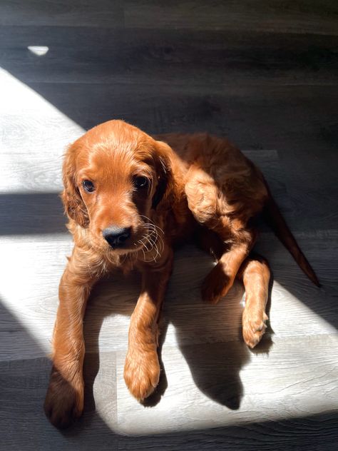 #irish #irishsetter #gordonsetter #puppy #redsetter #puppygirl #puppies #cutebabyanimals Irish Setter Puppies, Ginger Dog, Irish Wolfhound Puppies, Irish Setter Puppy, Dream Puppy, Irish Setter Dogs, Irish Setters, Gordon Setter, Random Aesthetics