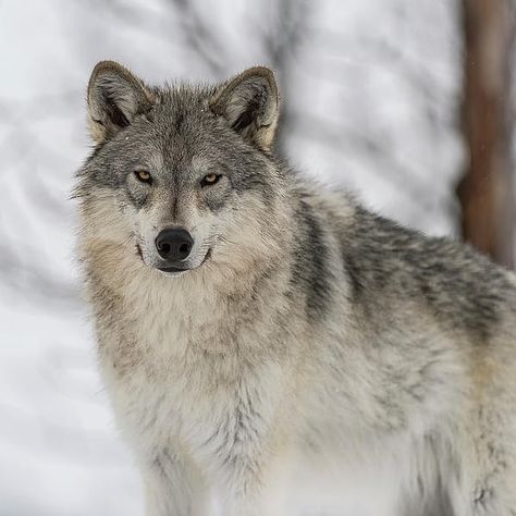 Alpha pairs of Alaskan Tundra wolf packs will mate in February. The alpha female's gestation lasts anywhere from 62 to 75 days. The average… Tundra Wolf, Wolf Packs, Alpha Female, The Alpha, Wolf Pack, The Pack, Wolves, Husky, Dogs